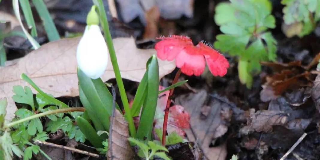 ‘Milli servet’ kendini gösterdi: Kar suları eridi doğada şölen görüntülendi! 3